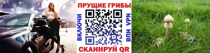 Галлюциногенные грибы Cubensis  Хадыженск 